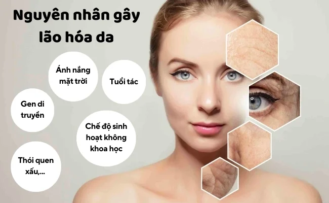 nguyên nhân lão hóa da